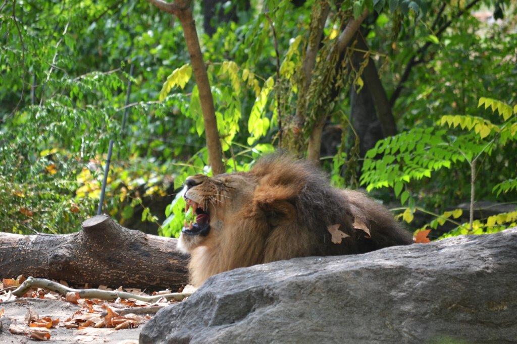 Bronx Zoo New York